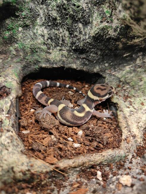 Terrarium 60x40x40 Gekon Coleonyx Mitratus