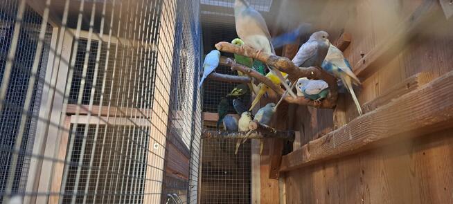 Sprzedam papugi widoczne na zdjęciach