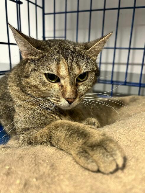 Zoja szuka domu schronisko Zgierz -aktualne