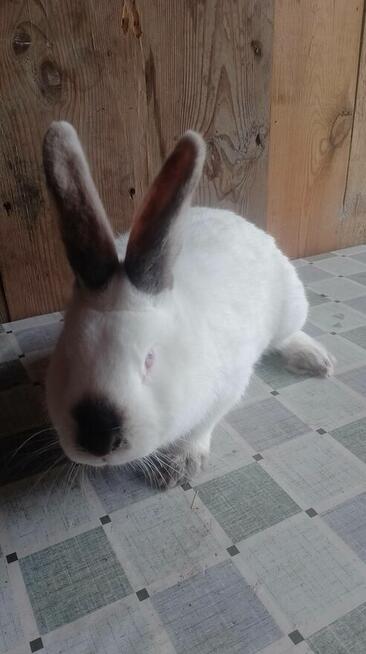 Samiec Kalifornia polecam