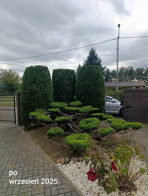 Usługi pielęgnacji ogrodów, przycinanie żywopłotów, drzew