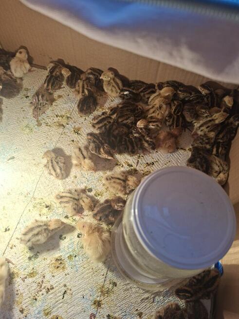 Sprzedam przepiórki