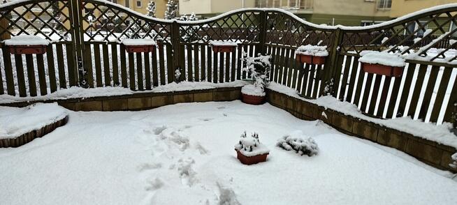 3 pokojowe mieszkanie do wynajęcia w fajnej okolicy