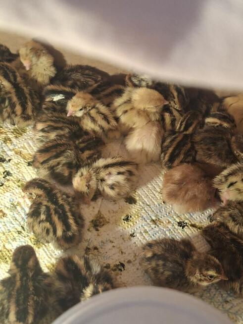 Sprzedam przepiórki