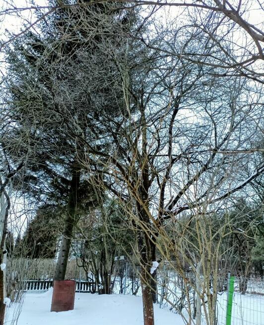 Działka ROD, Białystok - unikalna, prawie jak leśniczówka
