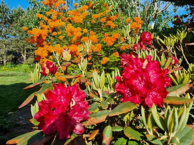 Ogrody Szpakowski. Usługi ogrodnicze