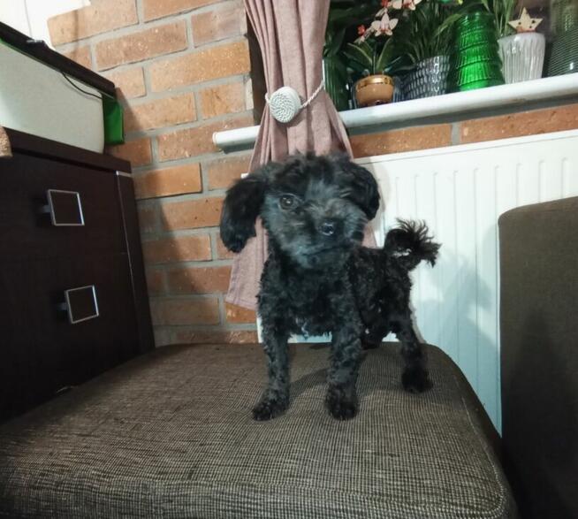 Russkaya Tsvetnaya Bolonka Irokez