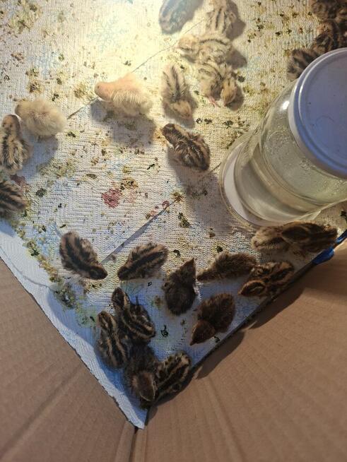 Sprzedam przepiórki