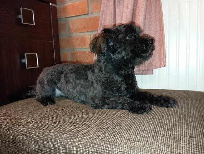 Russkaya Tsvetnaya Bolonka Ice Man