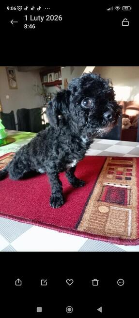 Russkaya Tsvetnaya Bolonka Gibson