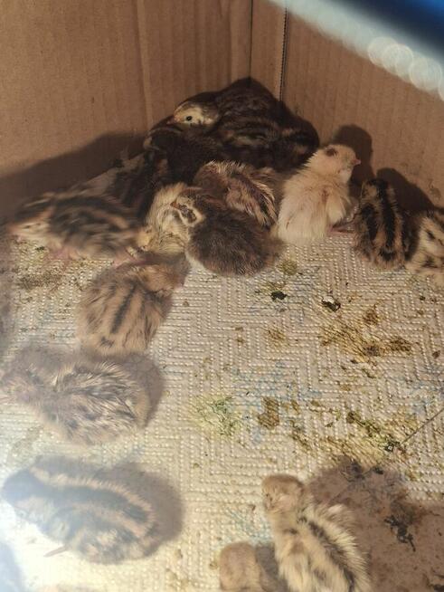 Sprzedam przepiórki