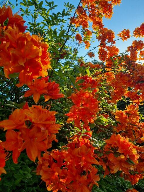 Ogrody Szpakowski. Usługi ogrodnicze