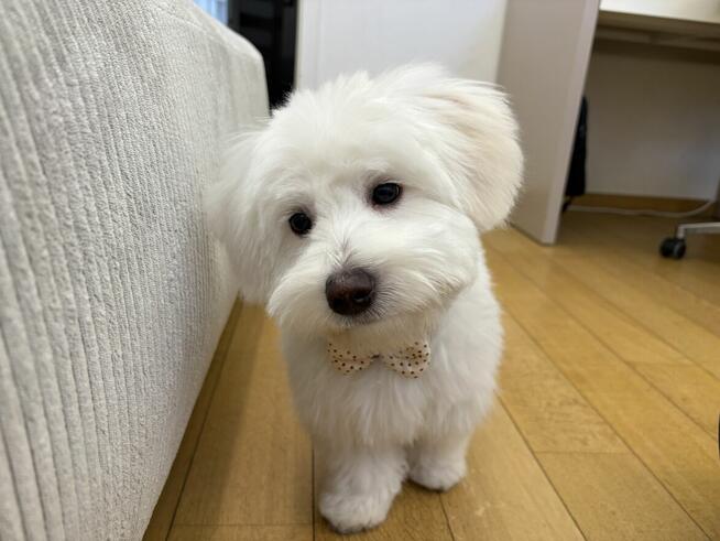 Sprzedam szczeniaczka