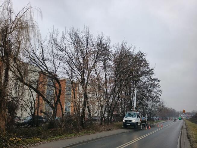 Pielęgnacja i wycinka drzew