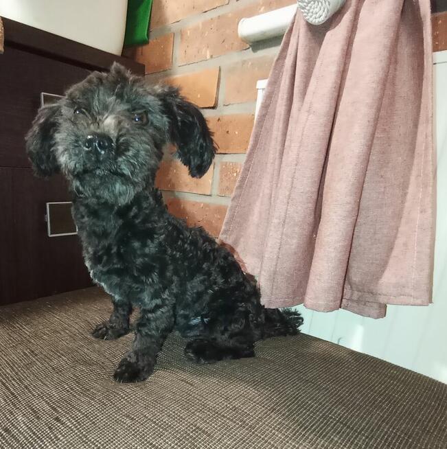 Russkaya Tsvetnaya Bolonka Irokez