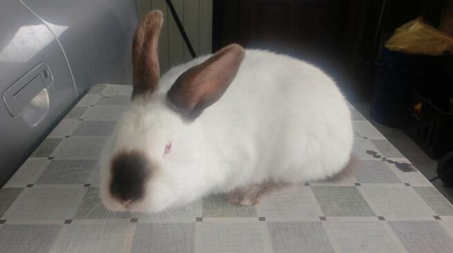 Samica Kalifornia zakocona polecam