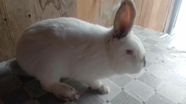 Samiec Kalifornia polecam