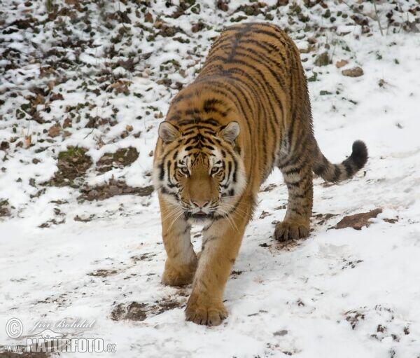 działka 7ar =27.770zł. rekreacyjna, TrojanowiceZIELONKI