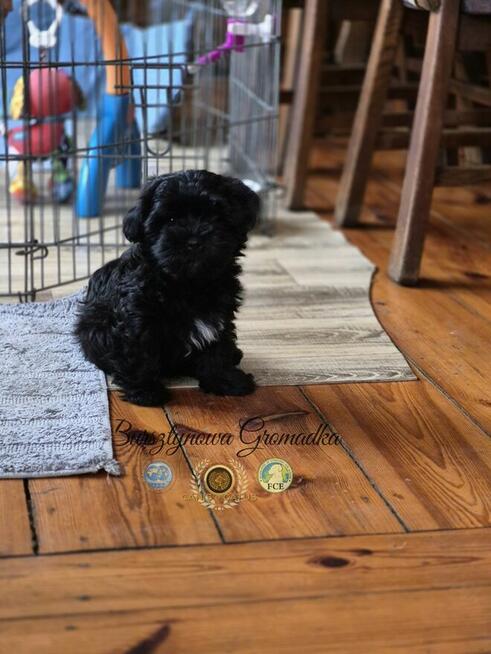 Hawańczyk piesek z rodowodem