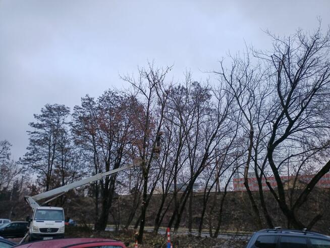 Pielęgnacja i wycinka drzew