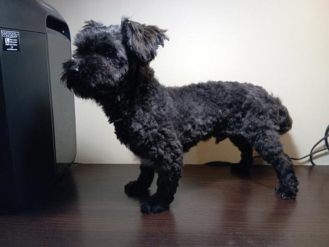 Russkaya Tsvetnaya Bolonka Ice Man