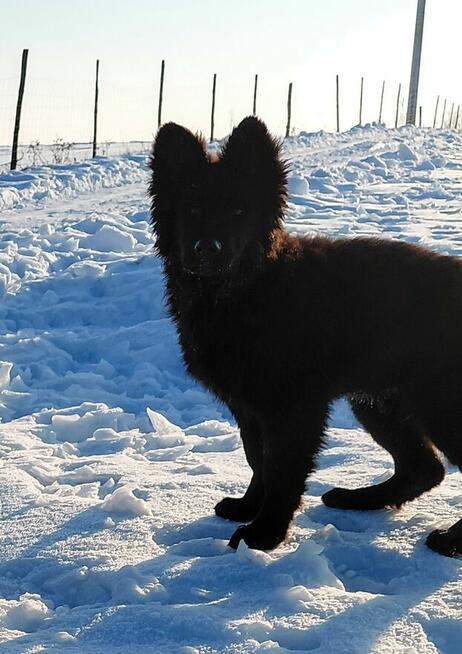 Czarny Piesek Owczarek Niemiecki Długowłosy