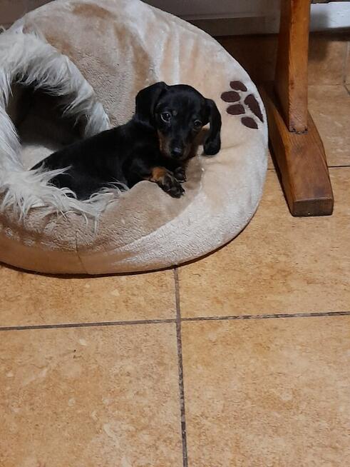 Jamnik miniaturowy suczka