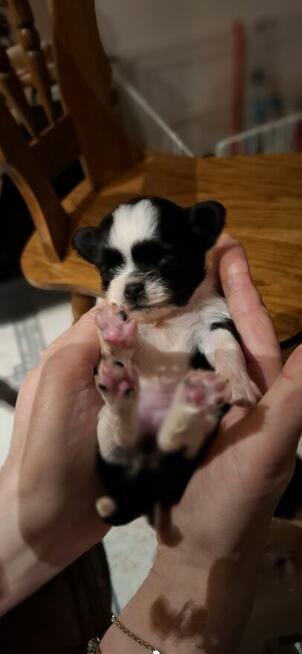 Chihuahua szczenięta w typie miniaturowym