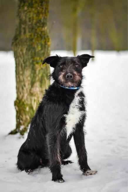 Pędzel i Farba - dwa porzucone młode szorściaki do adopcji