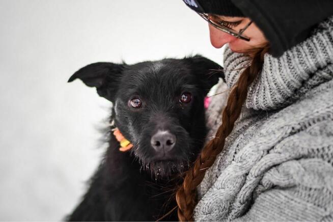 Pędzel i Farba - dwa porzucone młode szorściaki do adopcji