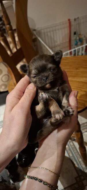 Chihuahua szczenięta w typie miniaturowym