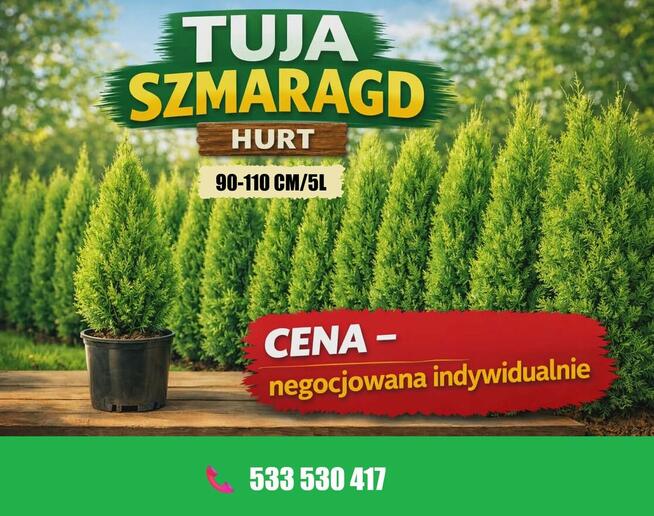 Tuja szmaragd doniczka 5 L wysokosc 90-110 cm