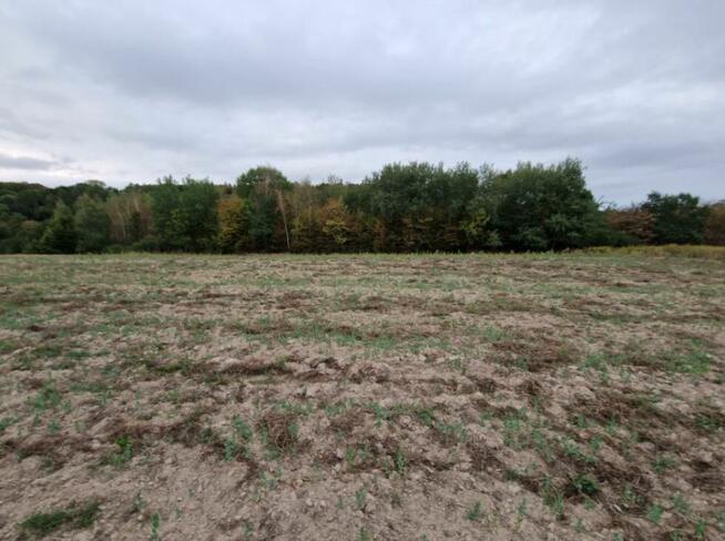 Syndyk sprzeda nieruchomość niezabudowaną - Nawodzice