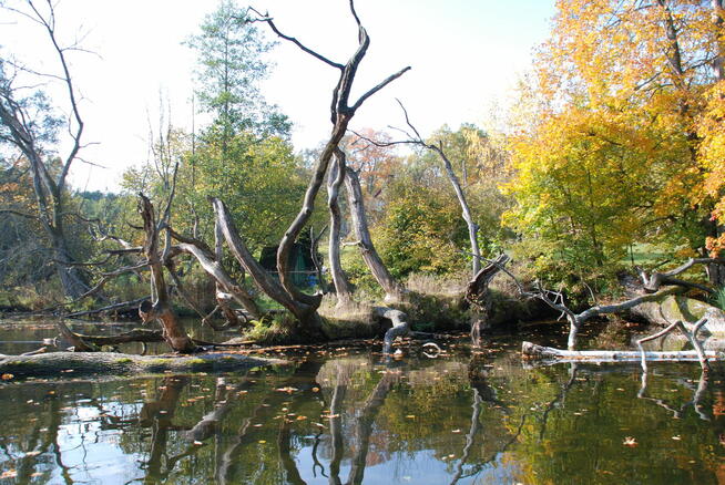 Spływy łodziami i kajaki Krutyń – Odkryj Rezerwat Krutynia