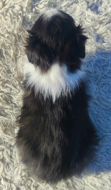 Rasowy BORDER COLLIE z prof. Hodowli, Pies z pełną dok.