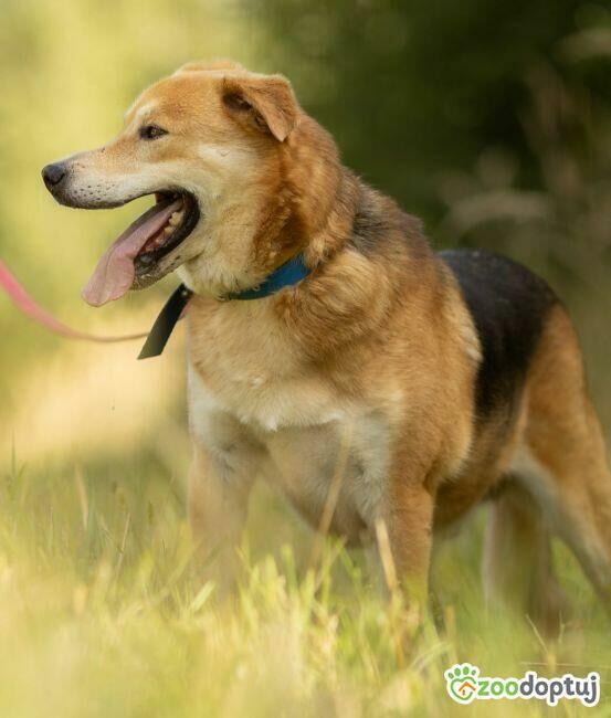 TAYLOR - kochany psiak za kratami schroniska, ADOPTUJ