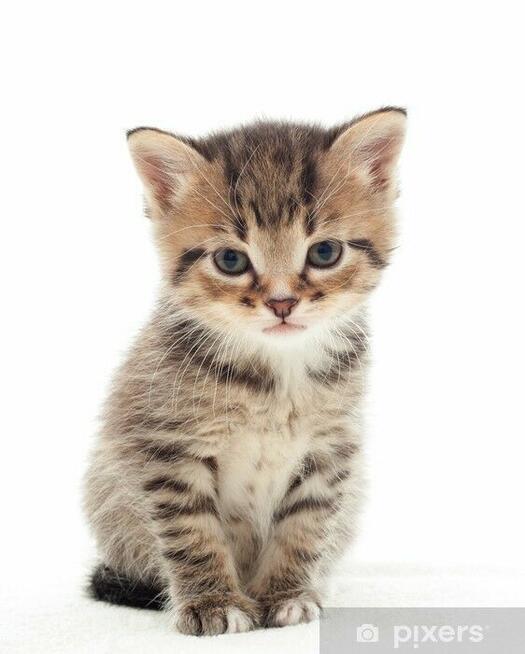 KOREPETYCJE ANGIELKI w zamian matematyka