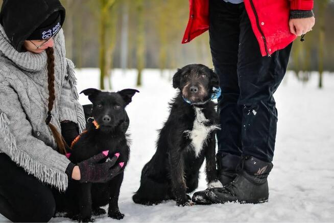 Pędzel i Farba - dwa porzucone młode szorściaki do adopcji
