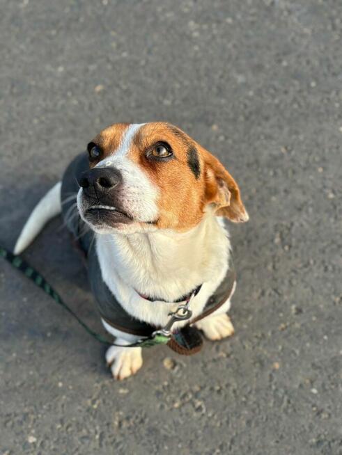 Delikatny młody psiak Laki