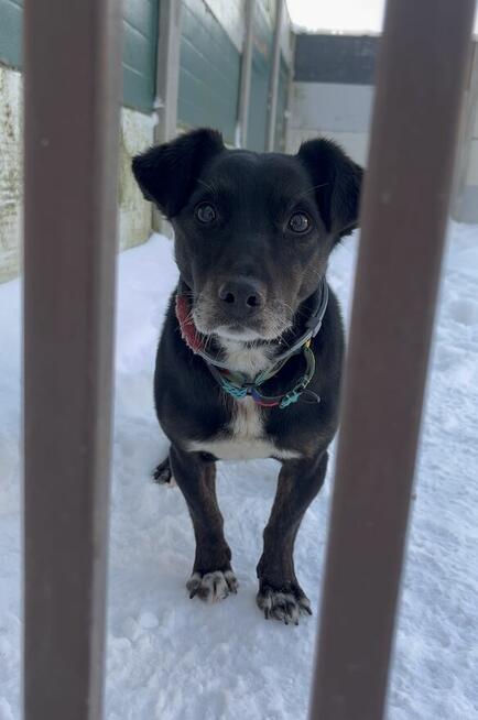 Mały, kochany, uwielbiający ludzi i psy, trzymający czystość