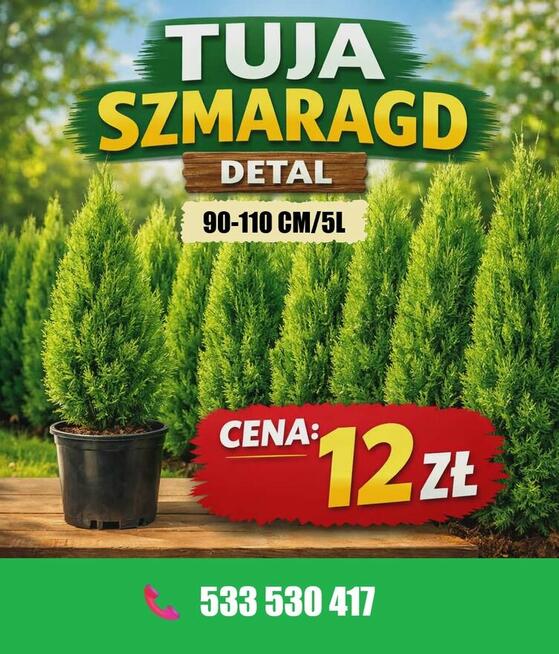 Tuja szmaragd doniczka 5 L wysokość 90-110 cm