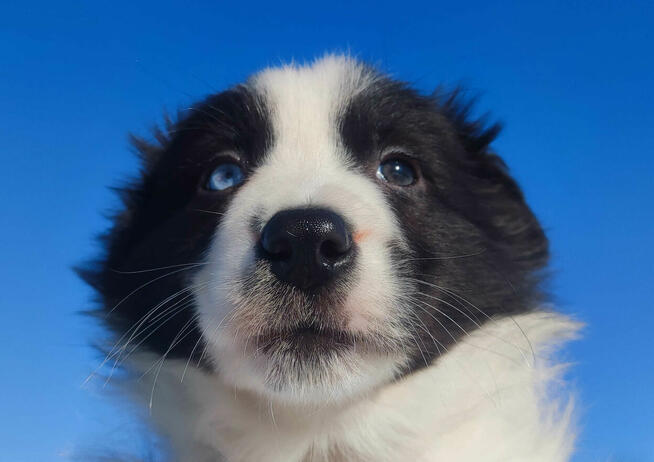 Rasowy BORDER COLLIE z prof. Hodowli, Pies z pełną dok.