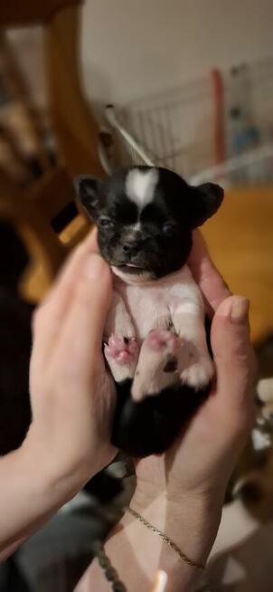 Chihuahua szczenięta w typie miniaturowym