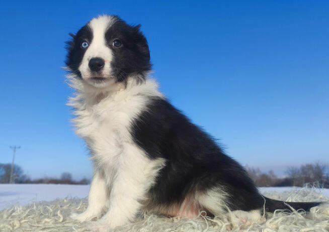 Rasowy BORDER COLLIE z prof. Hodowli, Pies z pełną dok.