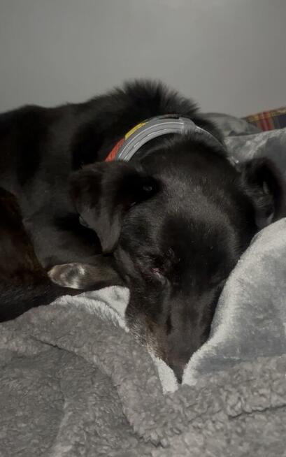 Mały, kochany, uwielbiający ludzi i psy, trzymający czystość