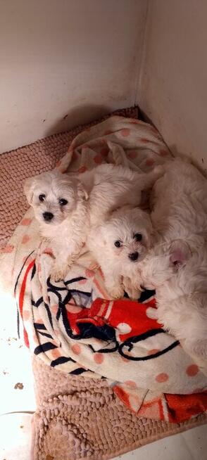 Maltańczyk - szczeniak z rodowodem