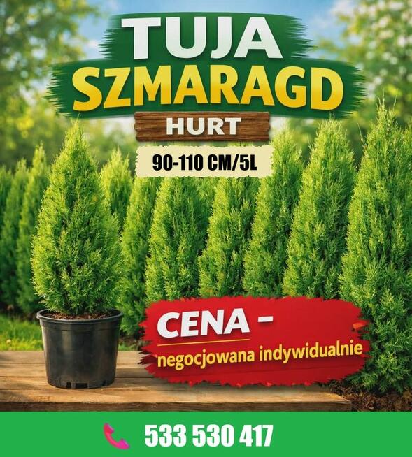 Tuja szmaragd doniczka 5 L wysokość 90-110 cm