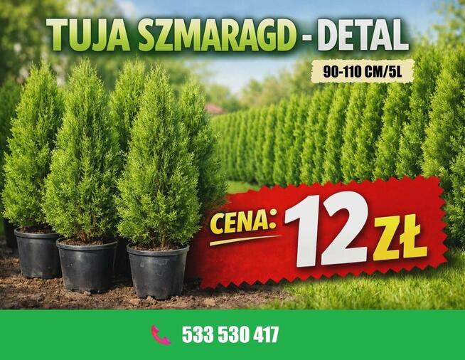 Tuja szmaragd doniczka 5 L wysokość 90-110 cm