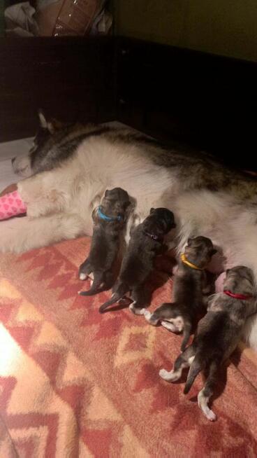Alaskan Malamute Szczenięta na sprzedaż