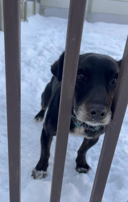 Mały, kochany, uwielbiający ludzi i psy, trzymający czystość